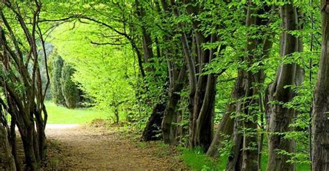 Iran’s Hyrcanian Forests in UNESCO Heritage List - Iran Sun World ...