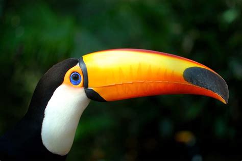 Toco Toucan Facts, Habitat, Diet, Life Cycle, Baby, Pictures