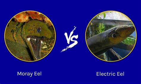 Electric Eel vs Moray Eel - A-Z Animals