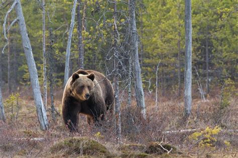 17 Wild Animals in Siberia [Wildlife in Siberia] - Kevmrc