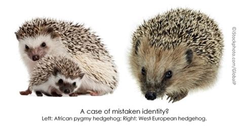 History of the hedgehog - Hedgehog Street