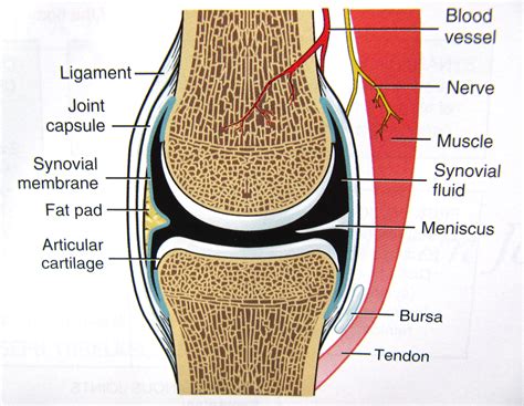 Synovial membrane; Synovium