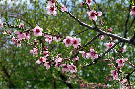 "Peach Tree Blossoms" by Jan Tribe | Redbubble