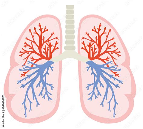 A human lungs. Part of anatomy human body model with organ system ...