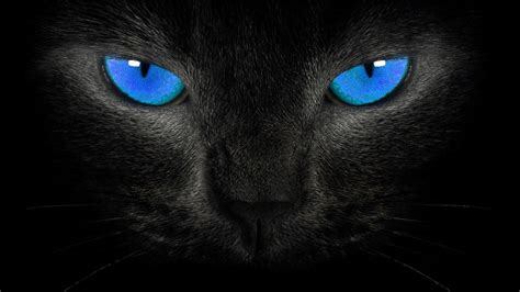 Cat Eyes Wallpapers - Top Free Cat Eyes Backgrounds - WallpaperAccess