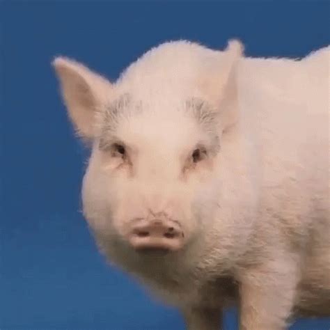 Pig Wink GIF - Pig Wink - Discover & Share GIFs