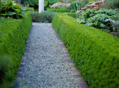 13 Best Shrubs for Making Hedges