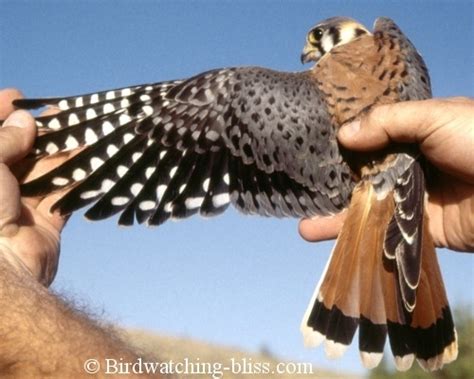 American Kestrel Identification