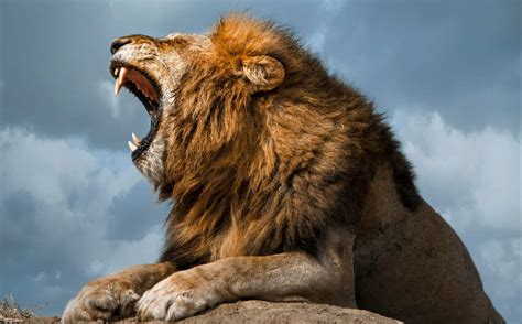 Discover the 10 Reasons Why Lions Roar - A-Z Animals