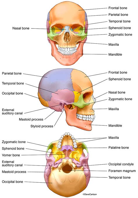 Bones of the Human Skull | Carlson Stock Art