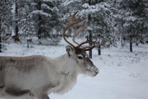 25 Wild Animals in Sweden [Wildlife in Sweden] - Kevmrc