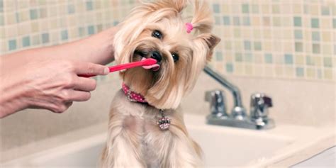 Dog Teeth Cleaning Tips | DogExpress