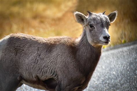 60+ Ovis Canadensis Canadensis Photos Stock Photos, Pictures & Royalty ...