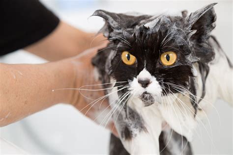 How To Bath A Cat | Cat Care | Cats | Guide | Omlet UK