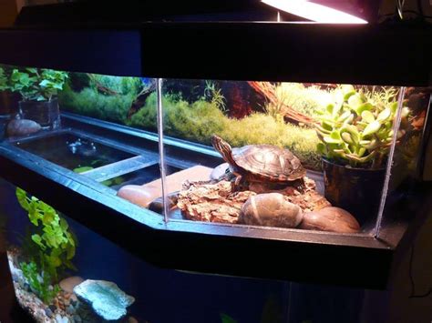 Image result for common map turtle aquarium | Turtle aquarium, Turtle ...