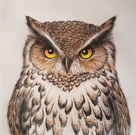 Hoo likes my owl? (Colored pencil) : r/drawing