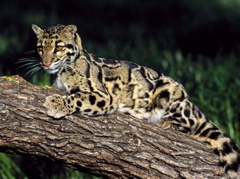 Clouded Leopard Information, Facts, Habitat, Adaptations, Baby, Pictures