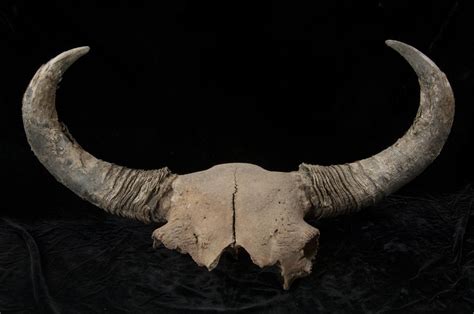 Ice age bison fossils shed light on early human migrations in North America