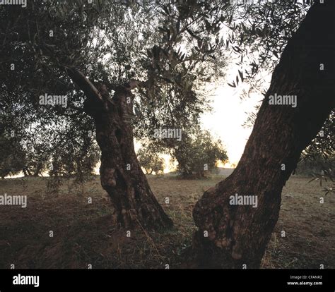 Olive harvest: olive trees Stock Photo - Alamy