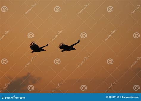 Black Vultures Flying at Sunset Stock Photo - Image of coragyps ...