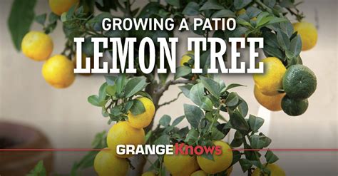 Growing a Patio Lemon Tree - Grange Co-op