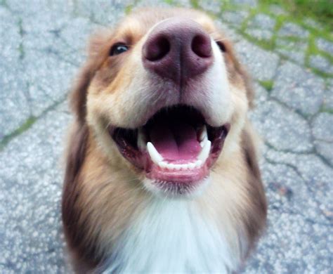 Dog Teeth Cleaning Tips | DogExpress