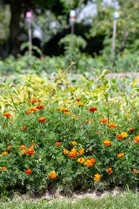 15 Reasons To Grow Marigolds In The Vegetable Garden