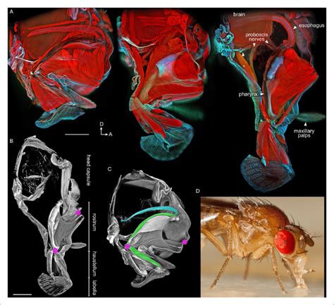 Anatomy of the proboscis. (A-C) Thick sagittal sections of fly heads ...