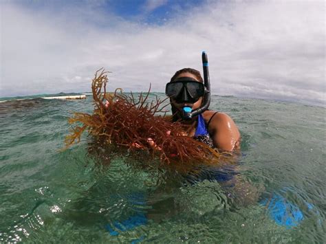 Sustainable Seaweed Farming: Challenges and opportunities in the ...