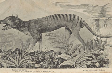 Extinction of thylacine | Australia’s Defining Moments Digital ...