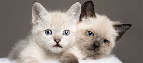 What Colors Can Siamese Cats Be? | Litter-Robot