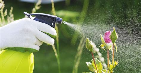 6 Easy Homemade Pesticides That Really Work