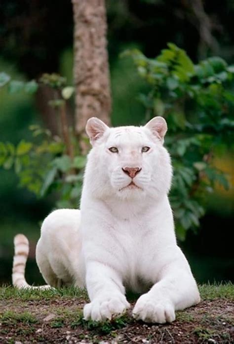 214 best Albino/White Animals images on Pinterest | Rare animals, Baby ...