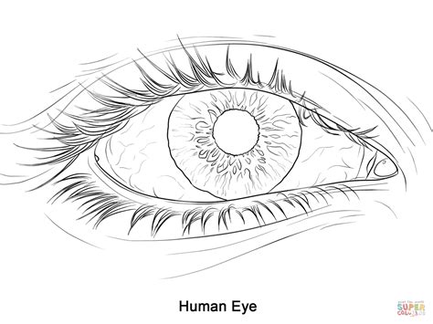 Eye Outline Drawing at GetDrawings | Free download