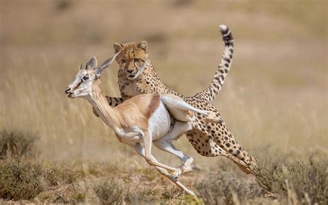 Capture Chases And Fights In The Animal Kingdom14 – Fubiz Media