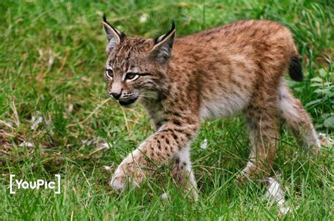 Lynx Cub by Adrian Siebert on YouPic