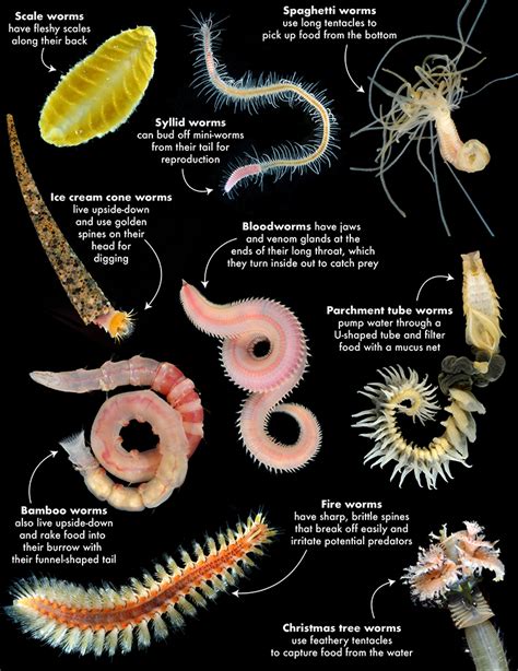 Types Of Worms