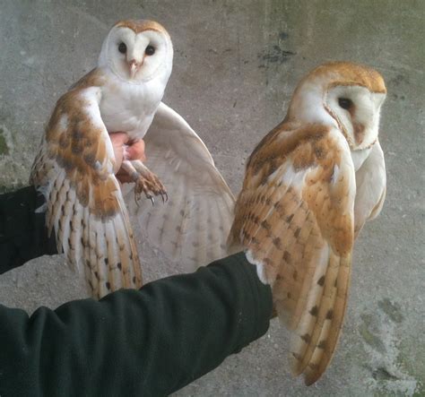 Duhallow Raptor Conservation Project: Barn Owl pair gives up on nesting ...