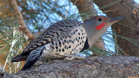 New Mexico Birds: Piciformes - dogofthedesert