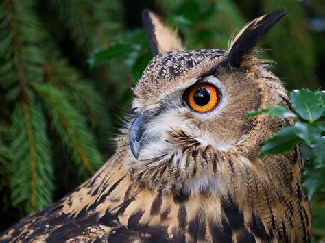 great, Horned, Owl, Owl, Owl, Bird, Portrait, Forest, Eyes, Eye