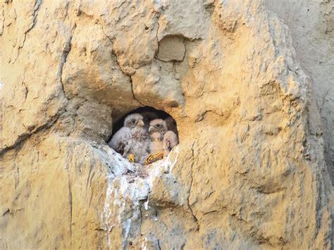 Kestrel Nesting in the UK | Birdfact