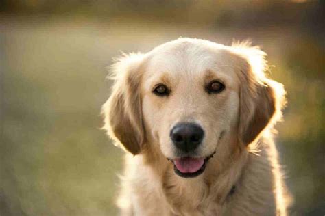 Why Do Golden Retrievers Smile? - Retriever Advice