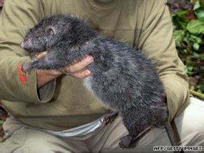 New giant rat species discovered - CNN.com