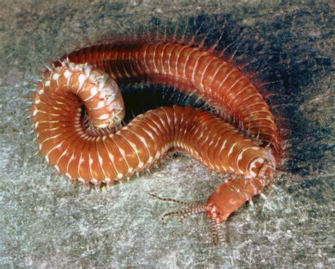 Palolo worm | Polychaete, Marine Species, Reproduction | Britannica