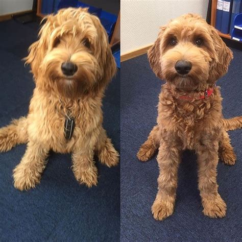 How Often Do Labradoodles Need Haircuts