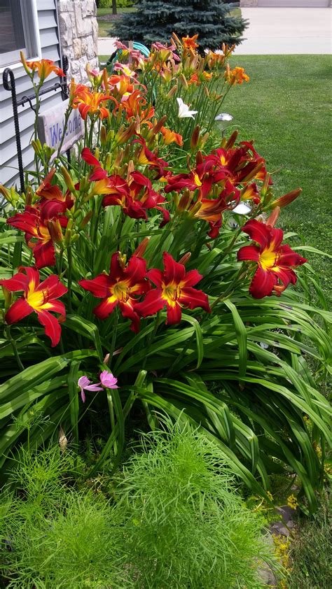 Outdoor Lighting & Exterior Light Fixtures: Daylilies In Garden Design