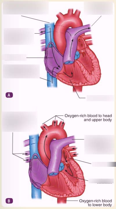 EMT Anatomy - The Heart 3 Diagram | Quizlet