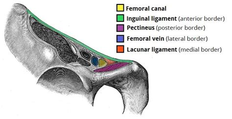 Femoral Canal Vs Inguinal Canal