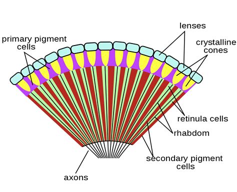 Arthropod eye - Wikipedia