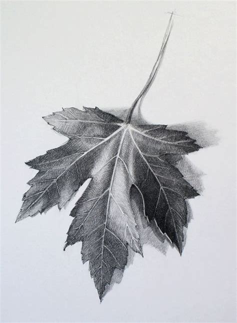 Realistic Leaf Pencil Drawing - bestpencildrawing